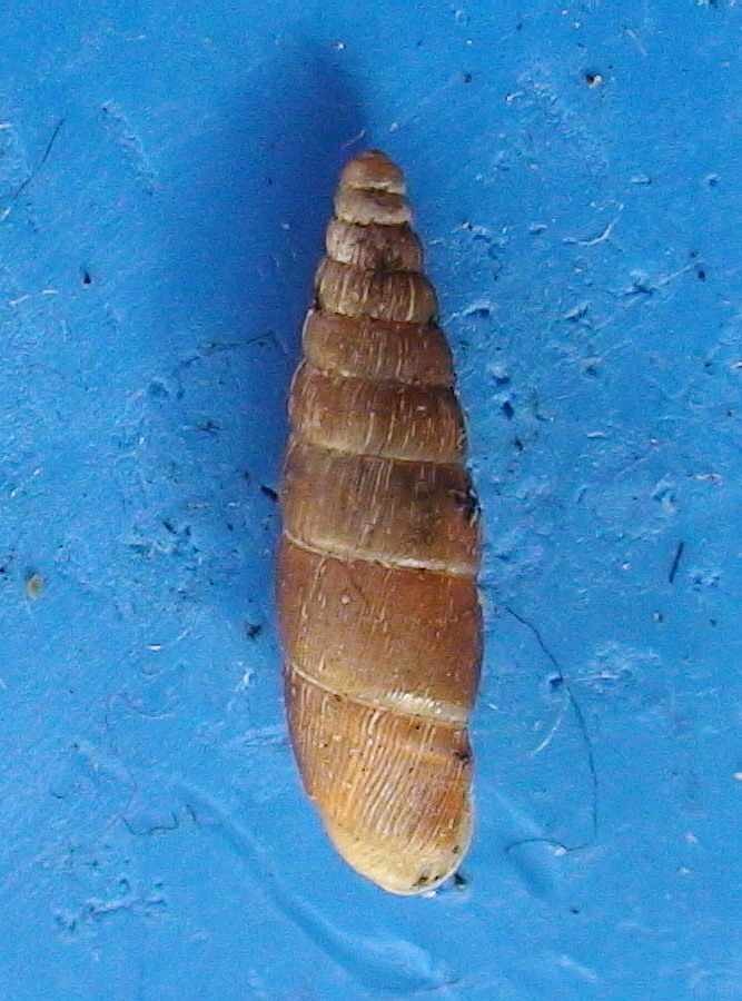 Clausilia (Andraea) dubia Draparnaud, 1805 - variet